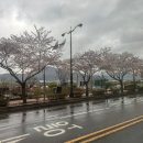 [경주] 한 달 지난 경주 벚꽃 막차 후기