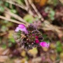 새순농장 | [일상] 봄비가 내리는 봄을 맞이하는 주말농장