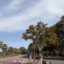 킹더워시 | 제주도 3월 파르나스 제주 호텔 디럭스킹 하프오션뷰 미온수 실외 수영장 후기