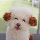 슈앤트리 이미지