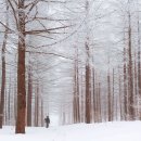 눈꽃 수놓은 겨울 산 설경이 아름다운 강원도 무료 숲길 이미지