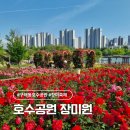 한강신도시 호수공원 | 구래동 한강신도시 호수공원 장미원 개화상황