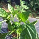 주빈농장 이미지