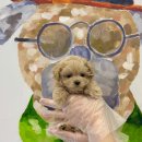 제주 애견 아가야 이미지