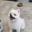 예쁘개 | 동탄애견미용샵 오늘도예쁘개 방문후기