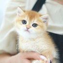 광주강아지분양고양이분양도로시펫