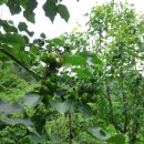 돌배농원 이미지