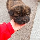 리아트파크청평원 | 8인 대형글램핑장 리아트파크 청평원에서 겨울캠핑하기!