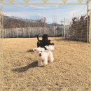 양평특수견 | 양평강아지보호소 냥냥펀치 날리는 후기