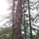 청송자연휴양림 이미지