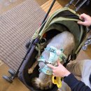 애견세계 | 춘천 세계주류마켓 반려견 애견동반 위스키 구매 후기