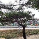 진소농장 네이버블로그