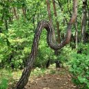 큰소나무농장 이미지