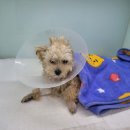 방어진 행복한 동물병원 이미지