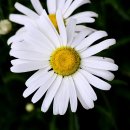 데이지 이미지