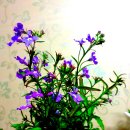 로벨리아 이미지