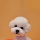 이쁘개왈왈 이미지