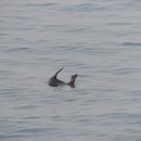 동해바다처럼 이미지