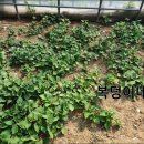 만성농장 이미지