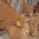 연암목장 이미지