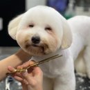 그루밍독 연구소 이미지