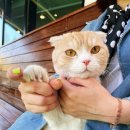 필라라희