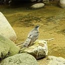 팔공산 기도터 철거 후 생태계 회복…담비·참매 포착 이미지