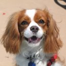 웃는강아지 이미지