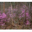 덕치초등학교 이미지