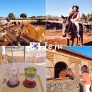 안전목장 | 서귀포 성산카페 목장카페밭디 승마체험, 말먹이주기 후기