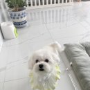 오마이펫 이미지