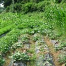 병철농장 이미지