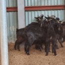 정천농장 이미지