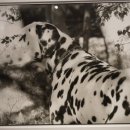 Lucky 애견샵 이미지