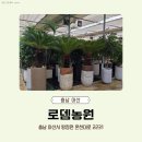 천안 아산 대형 식물 아울렛 '로뎀농원' 임신 축하 화분 선물 솔직후기 (feat.수제 토퍼)
