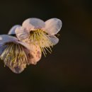 멀리가는 향기 이미지