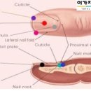 네일;연이가 이미지