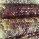 황금잡곡 이미지