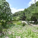 더덕명가 이미지