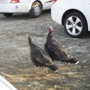 봇또랑낚시터 이미지