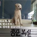 복실이 이미지