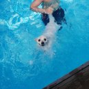 노블레스 독 이미지