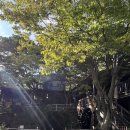 성림가든 | 김해 평지못 백숙촌 성림가든 엄나무 오리백숙으로 몸보신