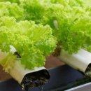 동네농장(2) 이미지