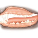 동행동물병원 이미지