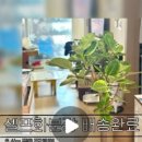 정아 켄넬 이미지