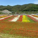 북천꽃단지 이미지