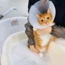 고양이 미용& 호텔 우연히, 캣 이미지