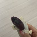 김미 | 김미떡 흑임자 가래떡 마켓컬리추천 할미입맛 흑임자앙금가득 넘맛있어 내돈내산