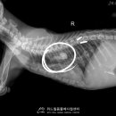 고산동물병원 이미지